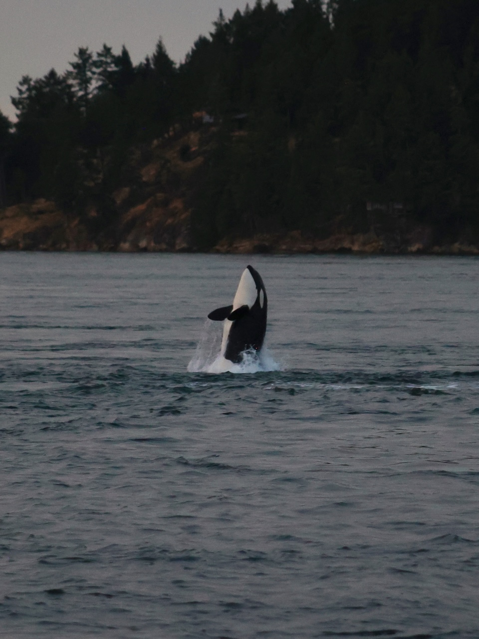 Breach - Mayne Island