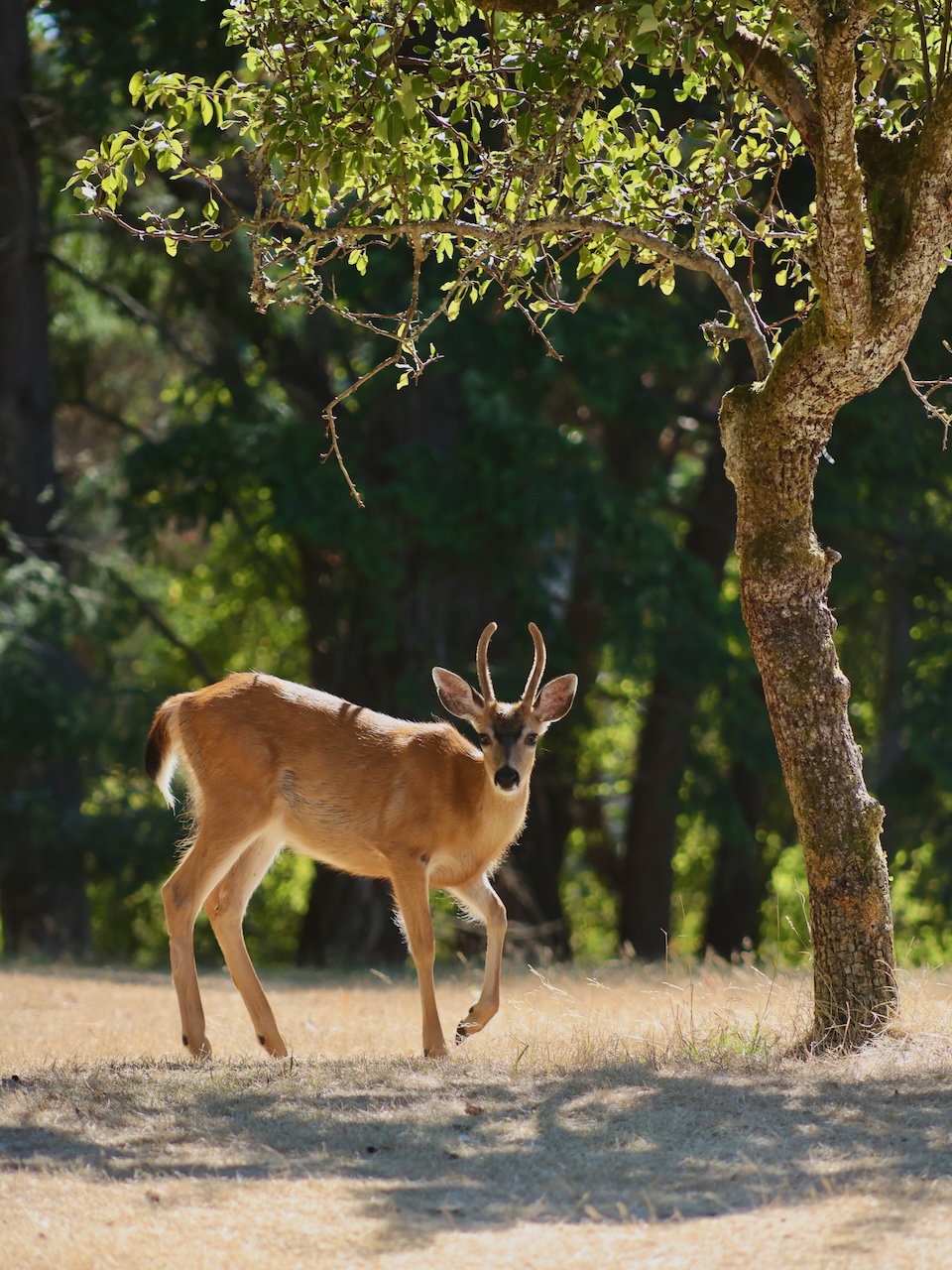 Deer - Mayne Island