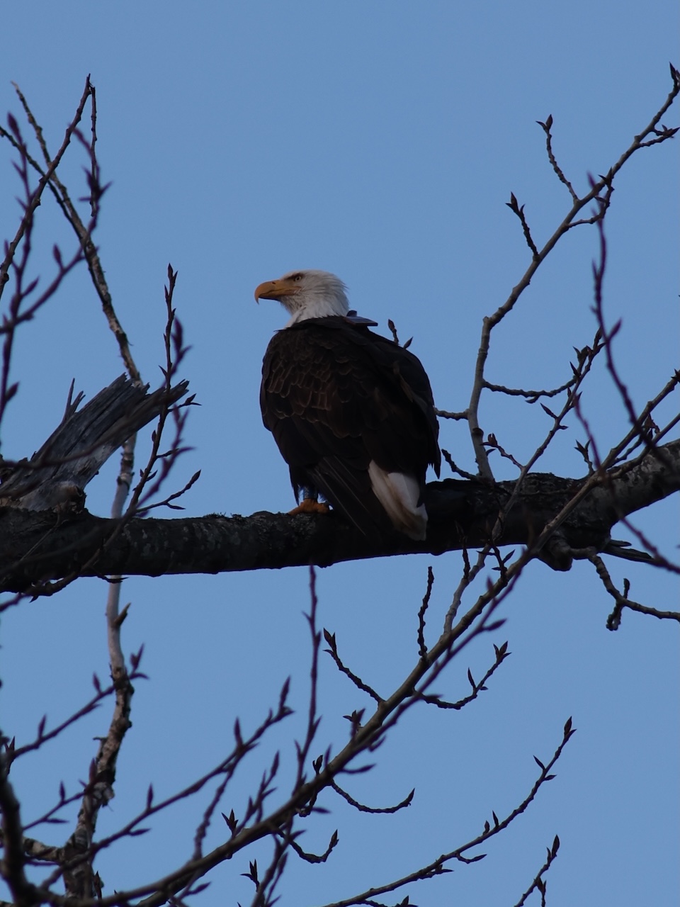 Eagle - UBC