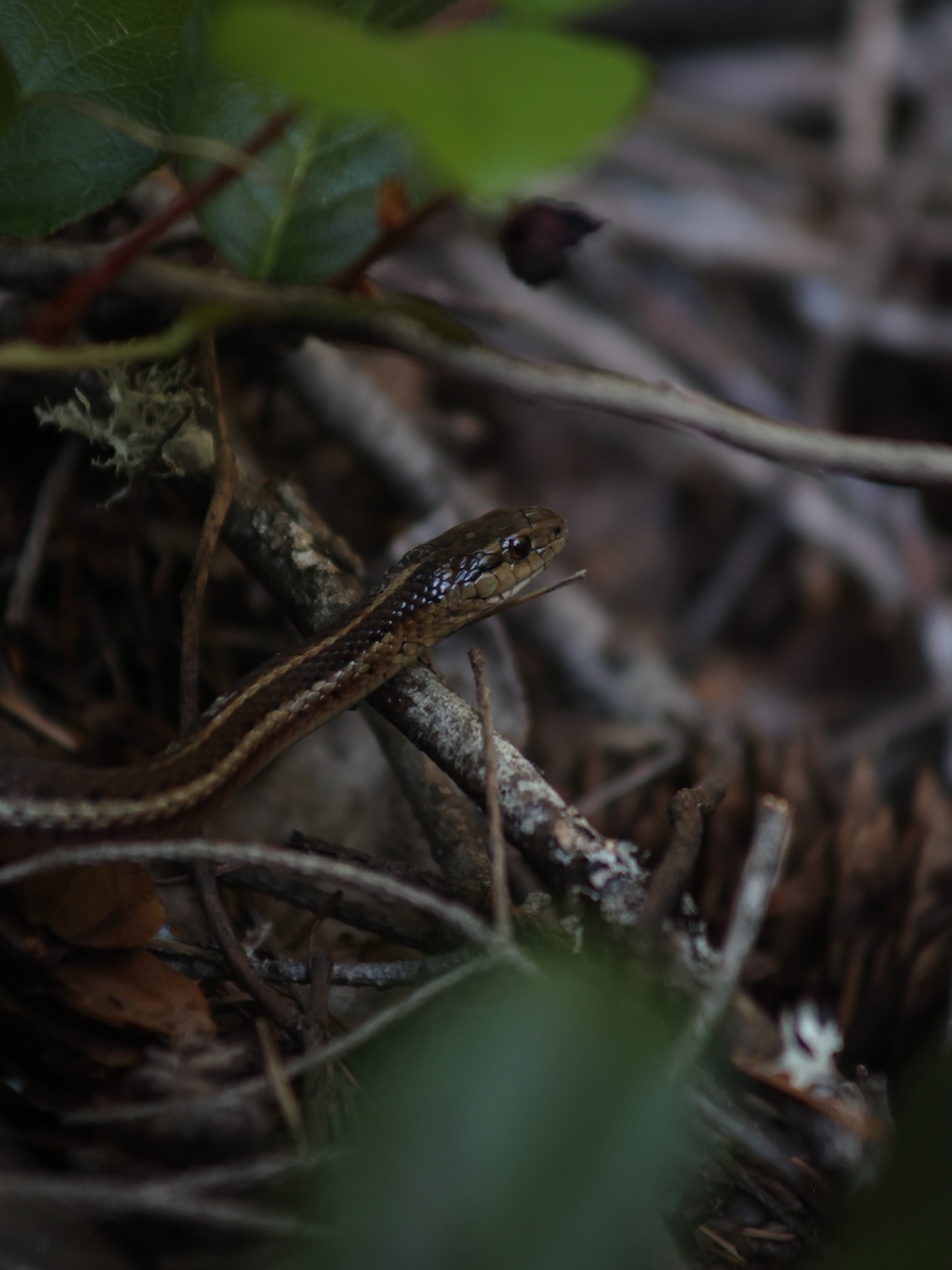 Snake - Mayne Island